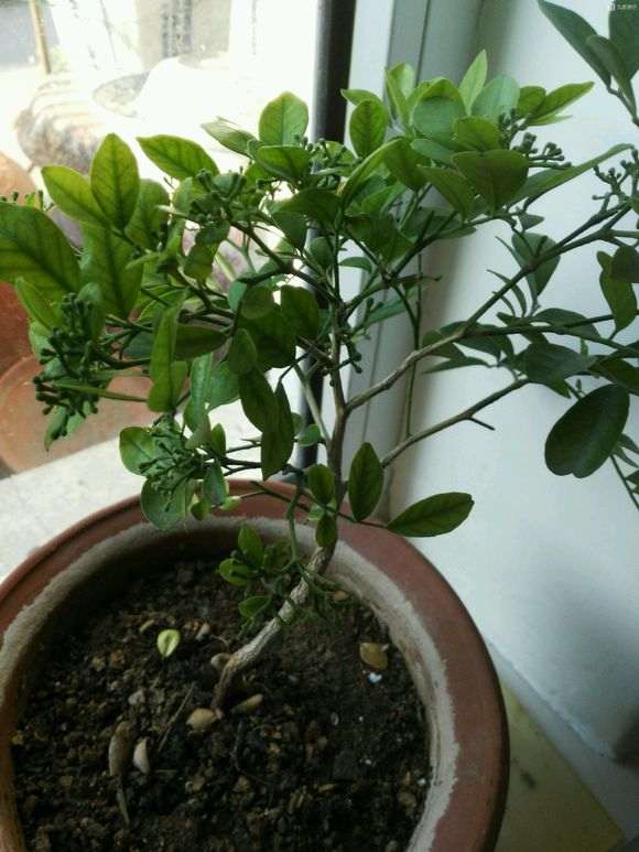 九里香下山桩养几个月了不开花 图片