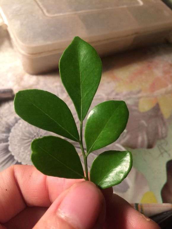 九里香下山桩养几个月了不开花 图片