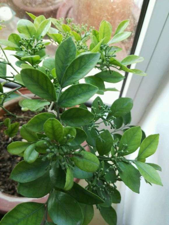 九里香下山桩养几个月了不开花 图片