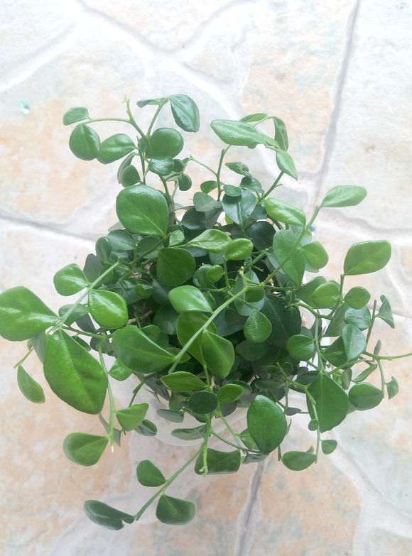 九里香下山桩是水多 还是水少了 图片