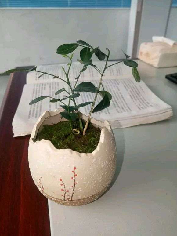 九里香下山桩是水多 还是水少了 图片