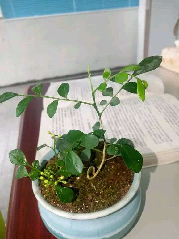 九里香下山桩是水多 还是水少了 图片