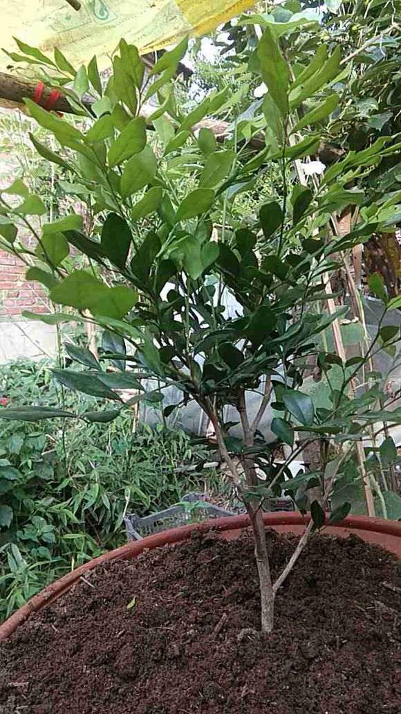 为什么九里香下山桩怕冷 是不是 图片