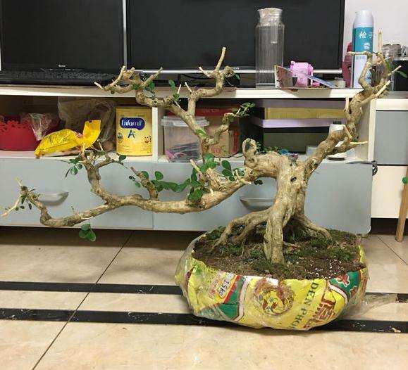 九里香下山桩上盆 需要注意什么 图片