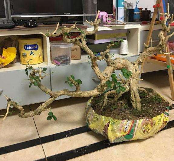 九里香下山桩上盆 需要注意什么 图片