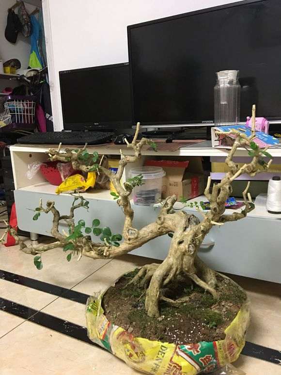 九里香下山桩上盆 需要注意什么 图片