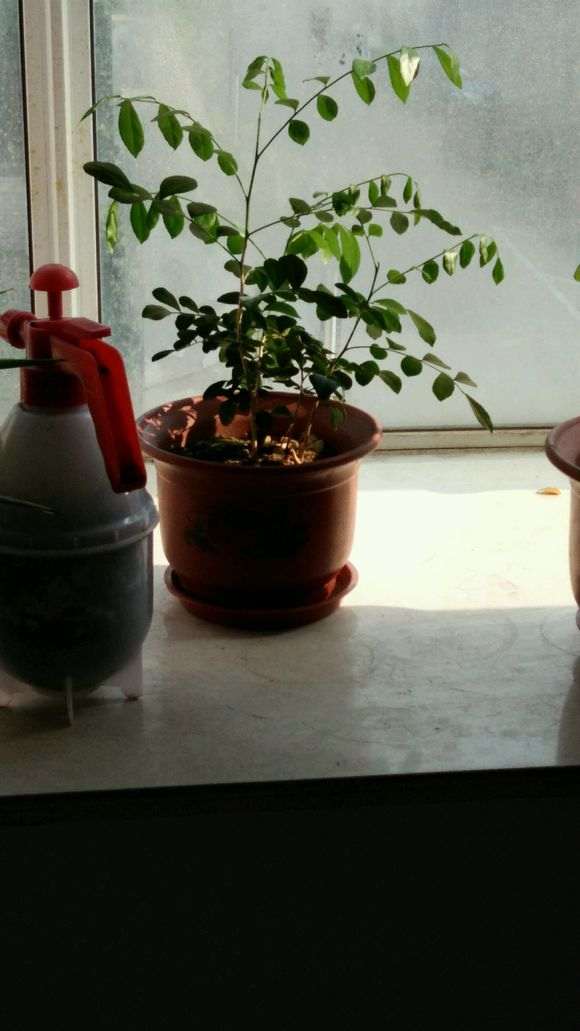 为什么九里香下山桩长得非常快 图片