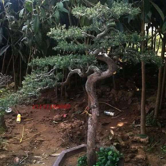 九里香下山桩拿弯搞断了几处 怎么办