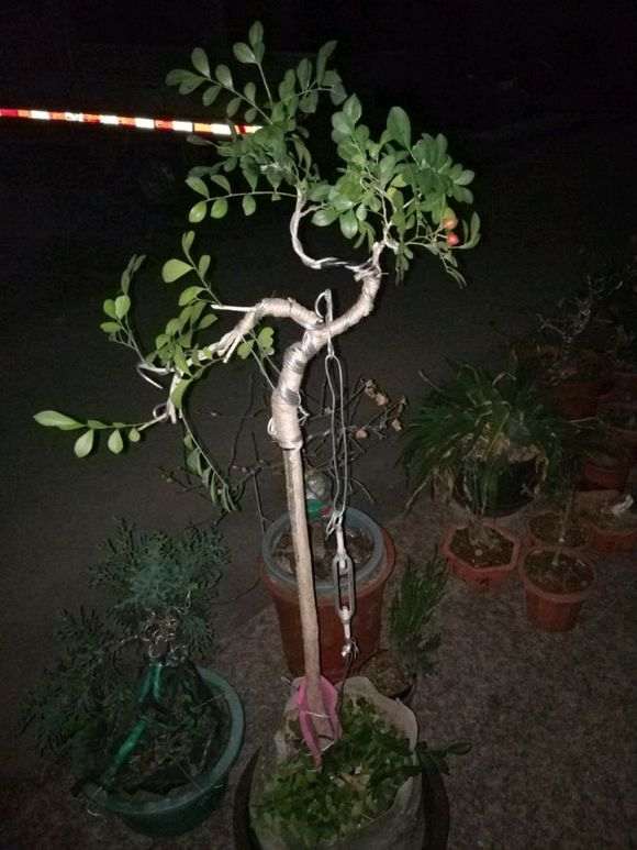 九里香下山桩拿弯搞断了几处 怎么办