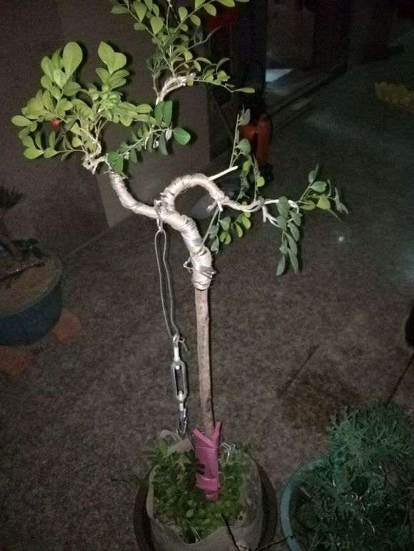 九里香下山桩拿弯搞断了几处 怎么办