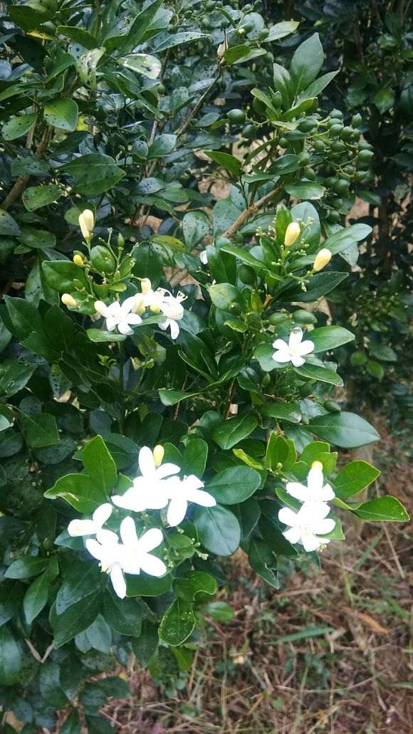 这个九里香下山桩可以挖了 怎么样 图片