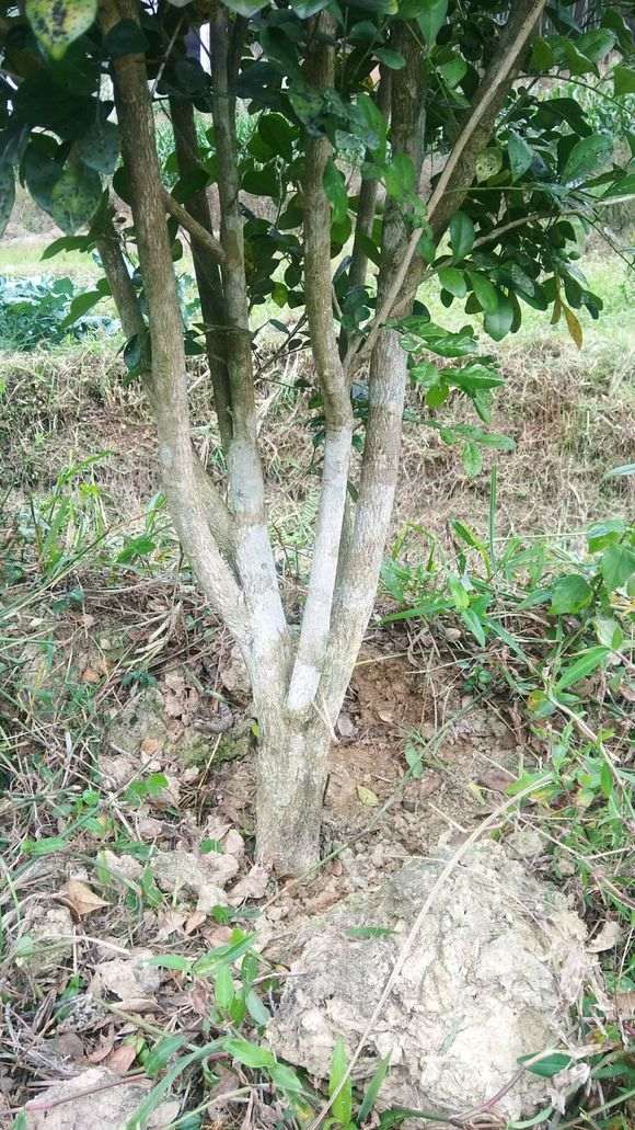 这个九里香下山桩可以挖了 怎么样 图片