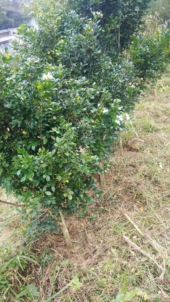 这个九里香下山桩可以挖了 怎么样 图片