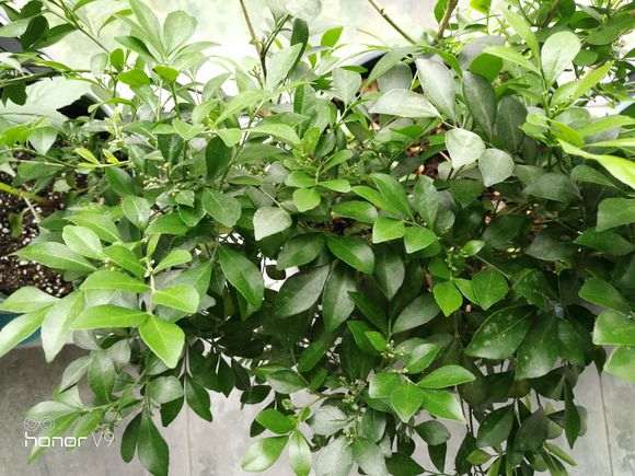 为什么九里香下山桩过冬会冻死 图片