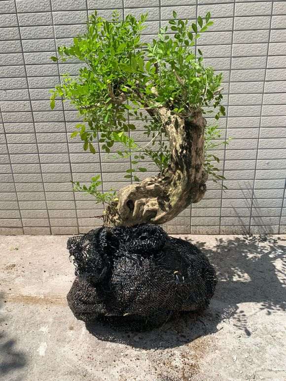 为什么九里香下山桩 很贵 1000元 图片