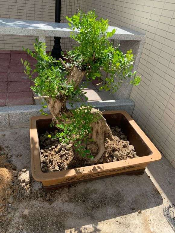 为什么九里香下山桩 很贵 1000元 图片