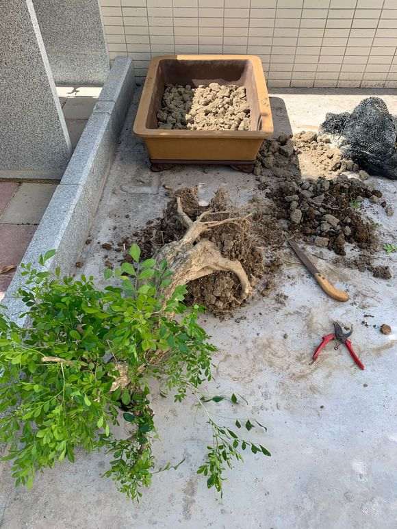 为什么九里香下山桩 很贵 1000元 图片