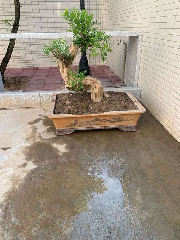 为什么九里香下山桩 很贵 1000元 图片