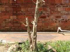 九里香下山桩怎么用保鲜膜包的方法 图片