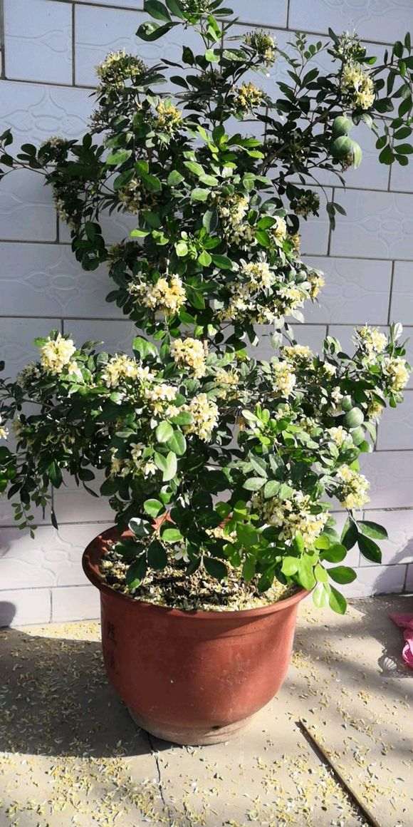 九里香下山桩在盛夏开花了 怎么样 图片