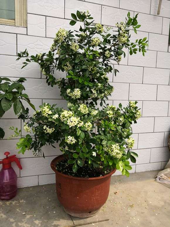 九里香下山桩在盛夏开花了 怎么样 图片