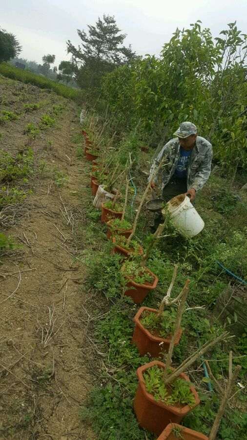 九里香下山桩已经长芽长根了怎么样 图片