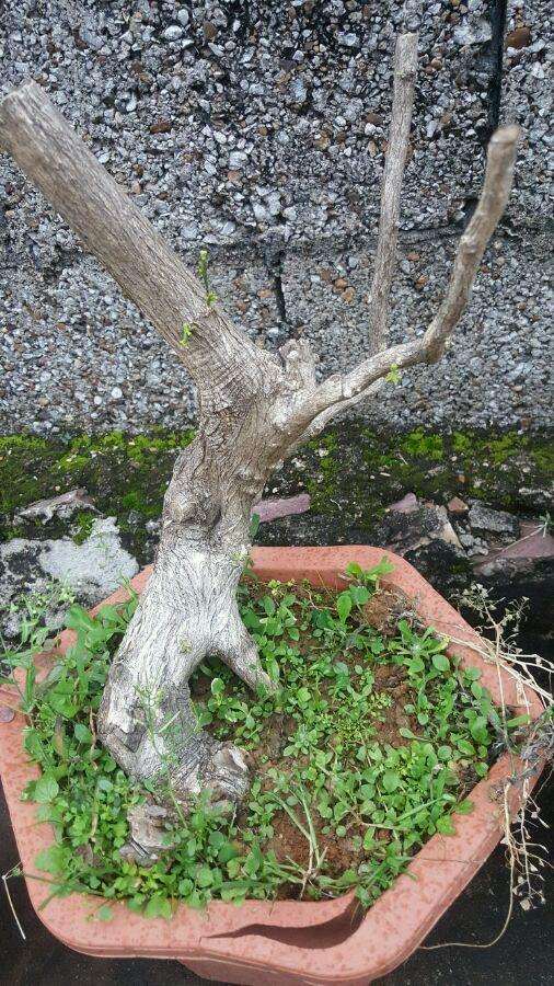 十里香和九里香下山桩有什么区别 图片