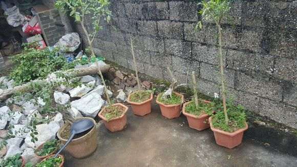 九里香下山桩跟桂花比 哪个香 图片