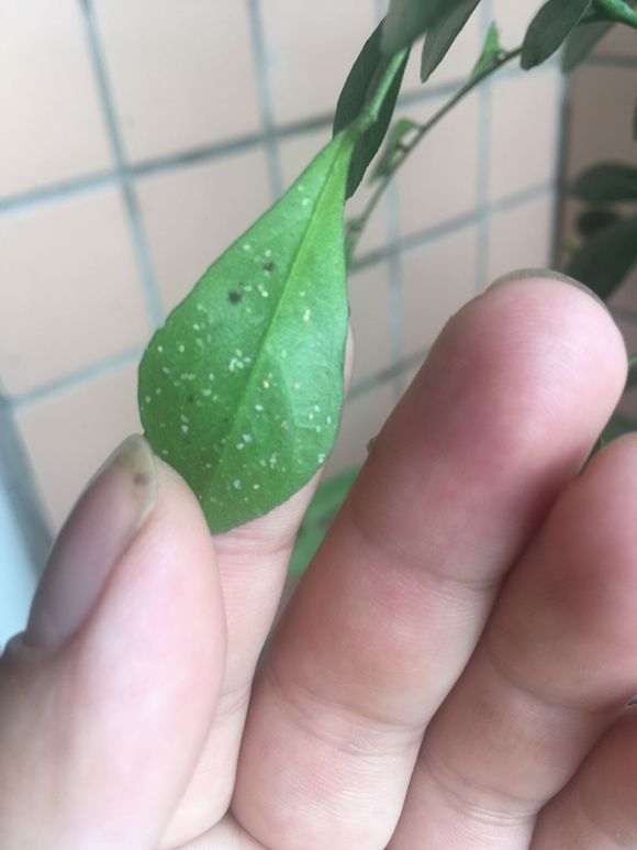 九里香下山桩叶子背面 白色的卵 怎么办