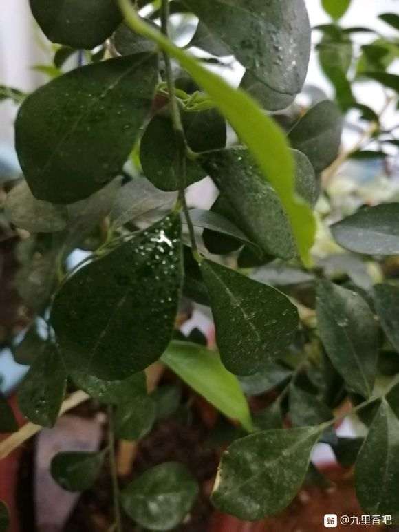 九里香下山桩叶子生虫了 怎么办 图片