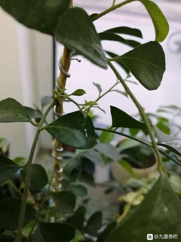 九里香下山桩叶子生虫了 怎么办 图片