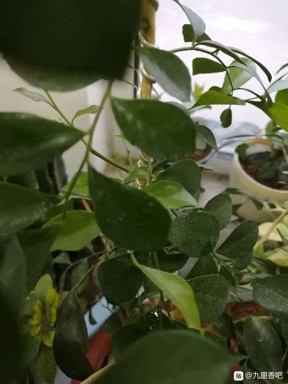 九里香下山桩叶子生虫了 怎么办 图片