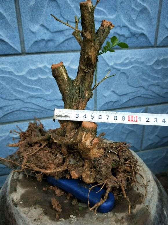 九里香下山桩 价格便宜 90元 怎么样 图片