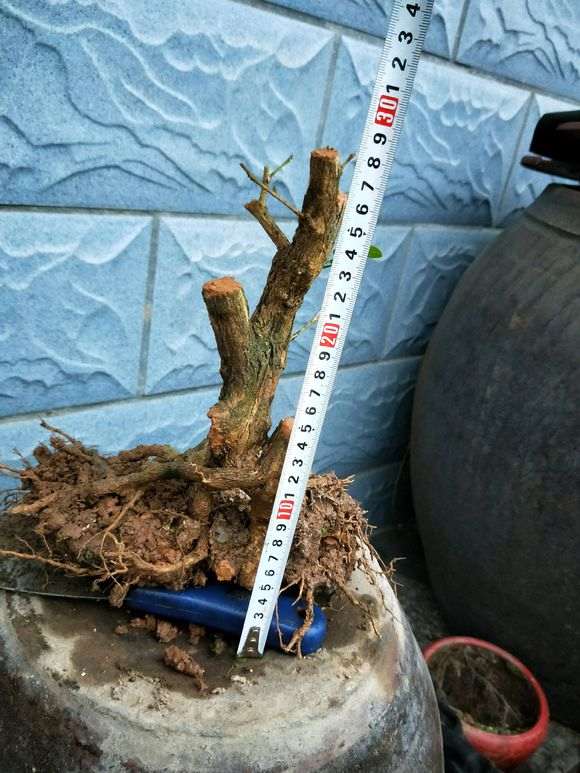 九里香下山桩 价格便宜 90元 怎么样 图片