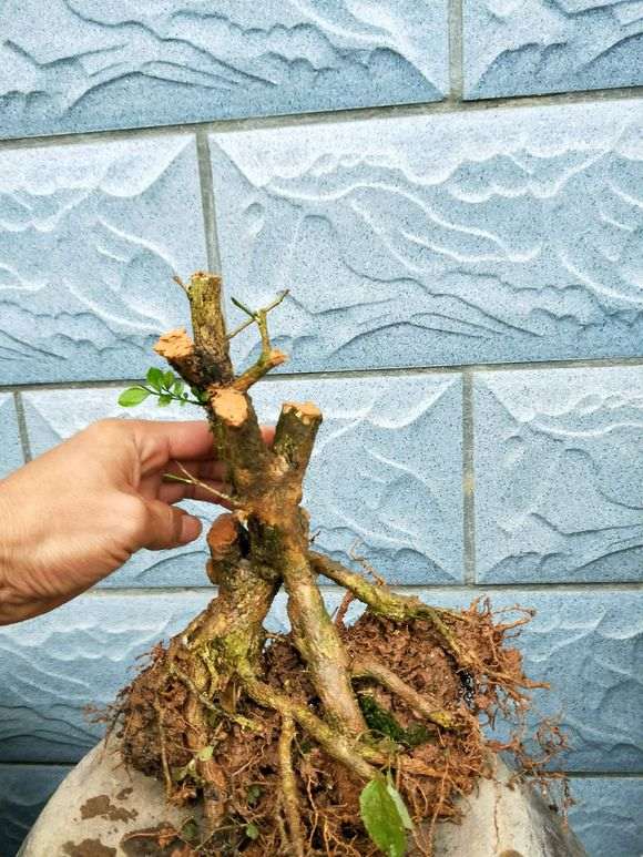 九里香下山桩 价格便宜 90元 怎么样 图片