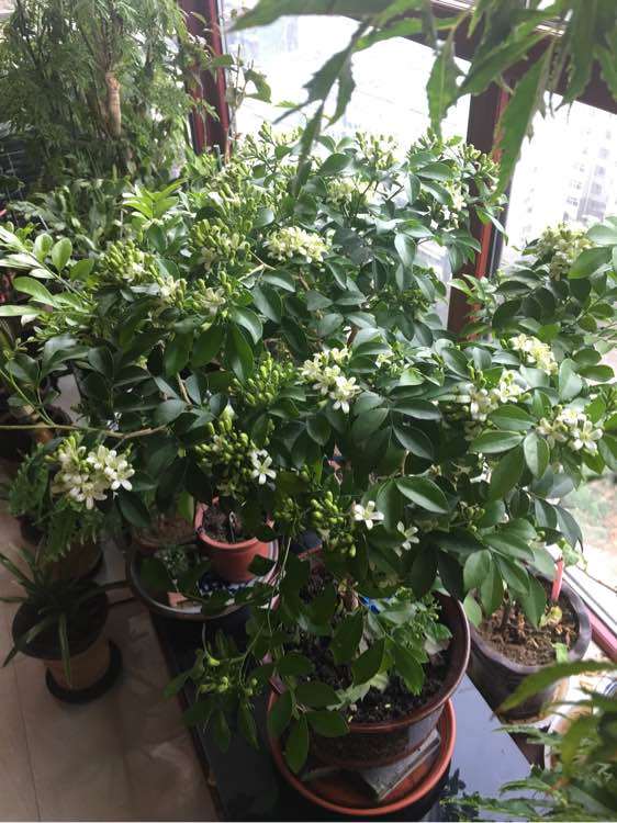 九里香下山桩掉新长的叶子 怎么办 图片