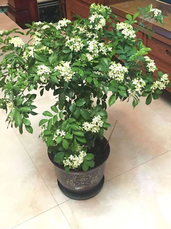 九里香下山桩掉新长的叶子 怎么办 图片