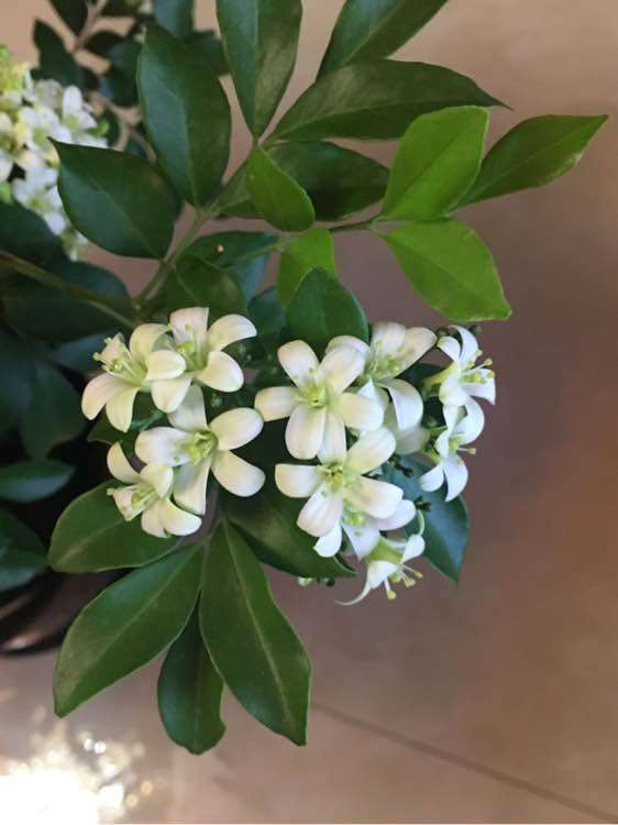 九里香下山桩掉新长的叶子 怎么办 图片