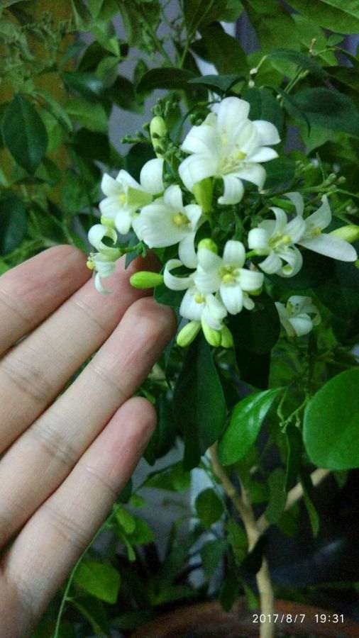 九里香下山桩掉新长的叶子 怎么办 图片