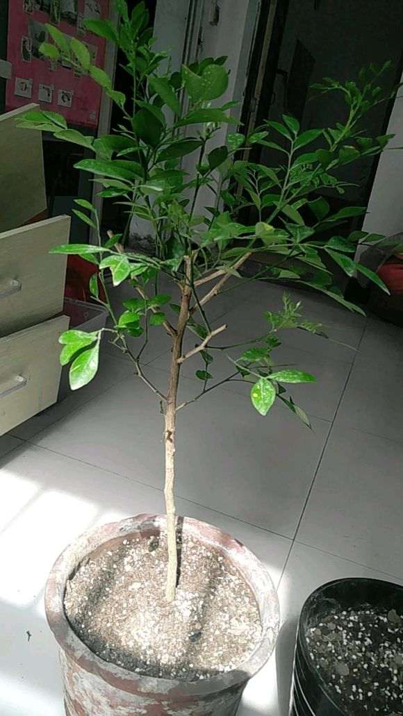 九里香下山桩怎么用鸡粪换土的方法 图片