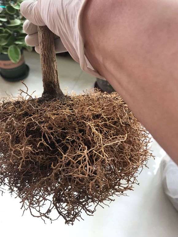 九里香下山桩怎么用鸡粪换土的方法 图片