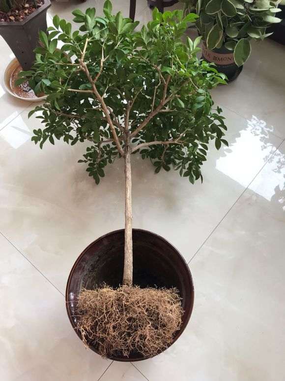 九里香下山桩怎么用鸡粪换土的方法 图片