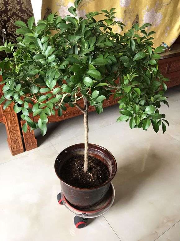 九里香下山桩怎么用鸡粪换土的方法 图片