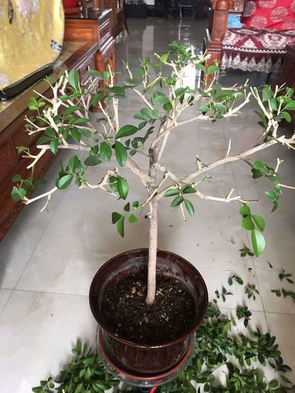 九里香下山桩怎么用鸡粪换土的方法 图片