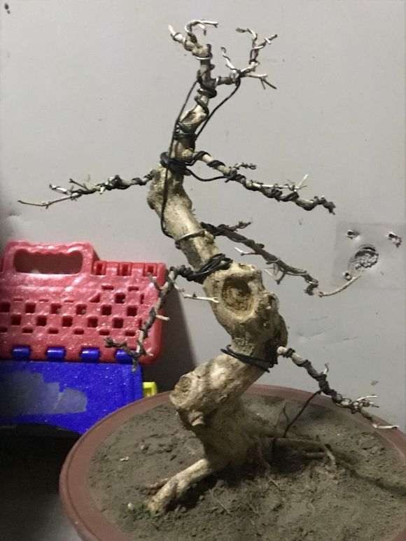 九里香下山桩叶子都冻坏了 怎么办 图片