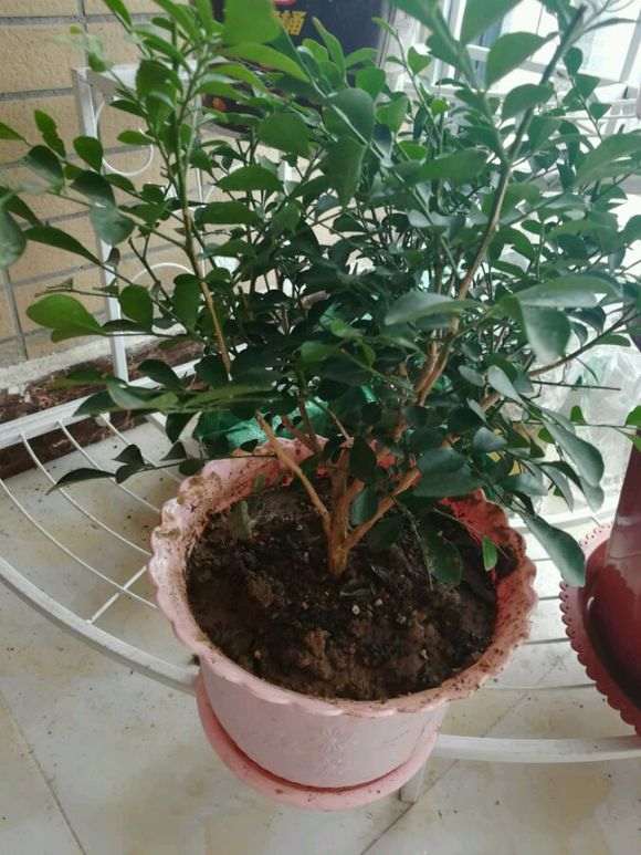 我这个九里香下山桩怎么修剪啊 图片