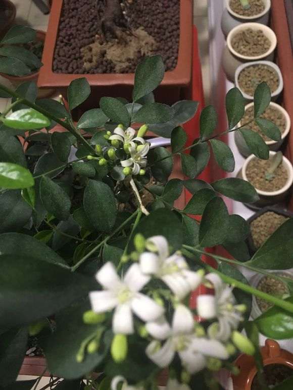 九里香下山桩在春天开花了 怎么办 图片