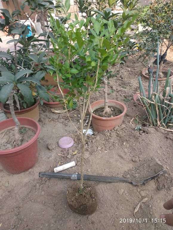 9.9包邮的九里香下山桩 怎么样 图片