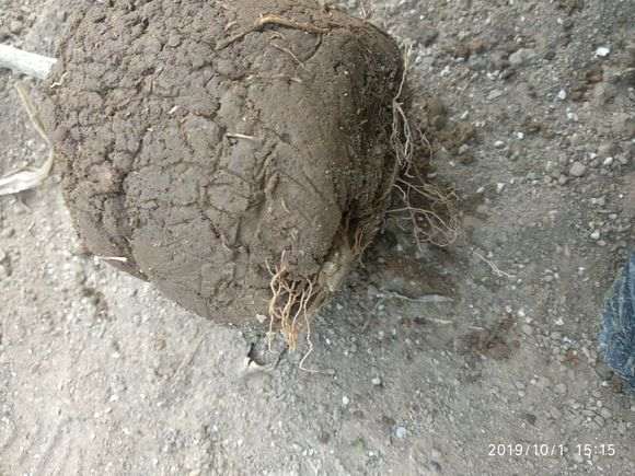 9.9包邮的九里香下山桩 怎么样 图片