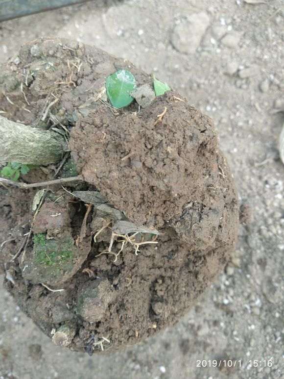 9.9包邮的九里香下山桩 怎么样 图片